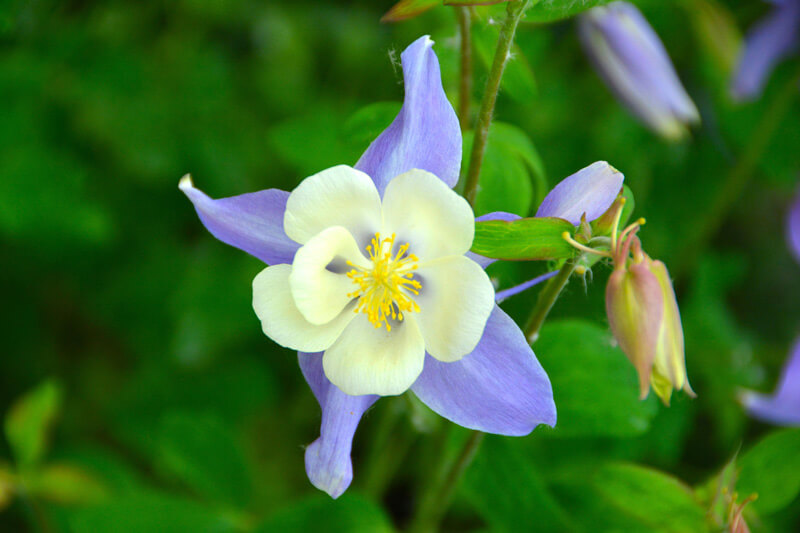Image of Colorado State flower, the blue columbine.