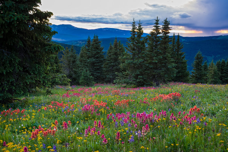 Landscape photo of wildflowers and trees with mountains and sunset in background.